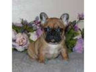 French Bulldog Puppy for sale in Park Rapids, MN, USA