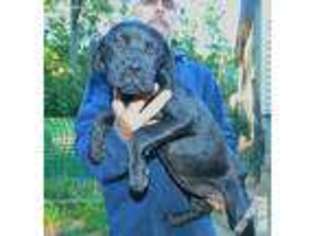 Cane Corso Puppy for sale in NEKOOSA, WI, USA