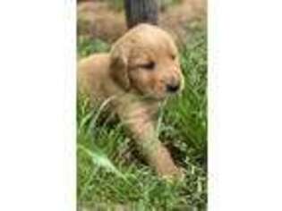 Golden Retriever Puppy for sale in Denison, TX, USA
