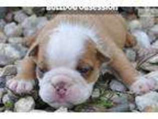 Bulldog Puppy for sale in Sioux Falls, SD, USA