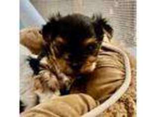 Yorkshire Terrier Puppy for sale in Marion, SD, USA