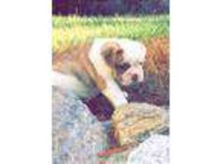 Bulldog Puppy for sale in DARTMOUTH, MA, USA