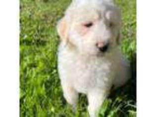 Great Pyrenees Puppy for sale in Bonsall, CA, USA