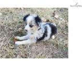 Miniature Australian Shepherd Puppy for sale in Kirksville, MO, USA