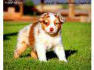 Miniature Australian Shepherd Puppy for sale in La Luz, NM, USA