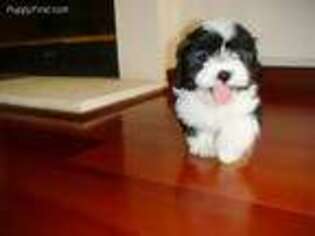 Havanese Puppy for sale in Fremont, CA, USA