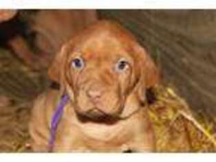 Vizsla Puppy for sale in Scranton, IA, USA