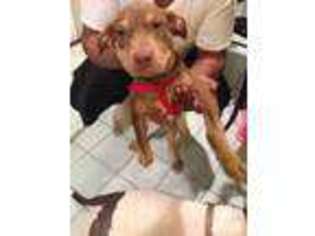 American Pit Bull Terrier Puppy for sale in ELIZABETH, NJ, USA