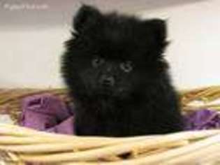 Pomeranian Puppy for sale in Owosso, MI, USA