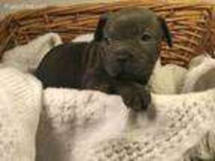 Cane Corso Puppy for sale in Crosby, MS, USA