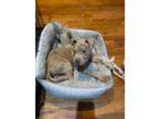 American Staffordshire Terrier Puppy for sale in Jersey City, NJ, USA