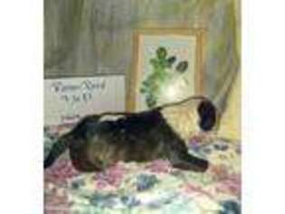 Bull Terrier Puppy for sale in Bridgeville, DE, USA