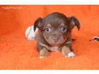 Chihuahua Puppy for sale in Melissa, TX, USA