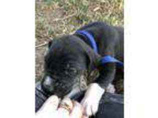 Great Dane Puppy for sale in Denton, TX, USA
