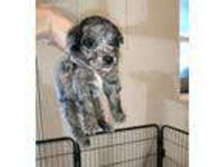 Mutt Puppy for sale in Sturgis, KY, USA