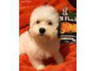 Bichon Frise Puppy for sale in Princeton, NC, USA