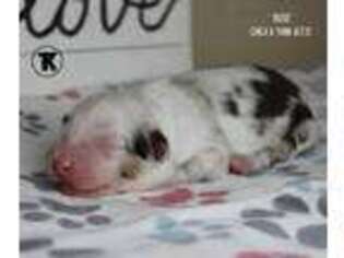 Miniature Australian Shepherd Puppy for sale in Nacogdoches, TX, USA