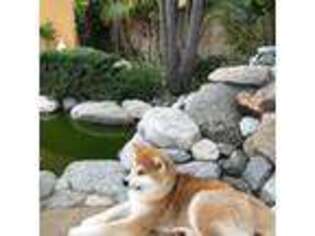 Akita Puppy for sale in Rosemead, CA, USA