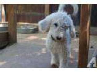 Goldendoodle Puppy for sale in WILLIAMS, CA, USA