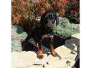 Doberman Pinscher Puppy for sale in South Bend, IN, USA
