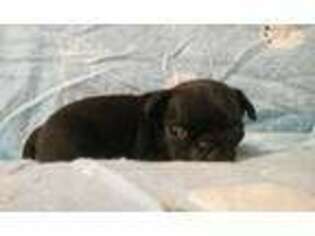 Pug Puppy for sale in Richfield, PA, USA