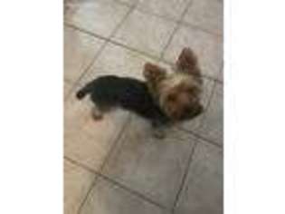 Yorkshire Terrier Puppy for sale in Pleasant Prairie, WI, USA