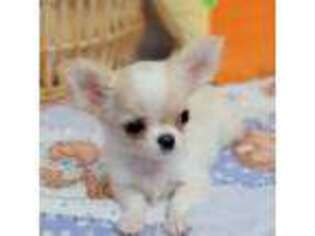 Chihuahua Puppy for sale in Crestline, CA, USA