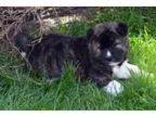 Akita Puppy for sale in Torrington, WY, USA