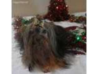 Yorkshire Terrier Puppy for sale in Anniston, AL, USA