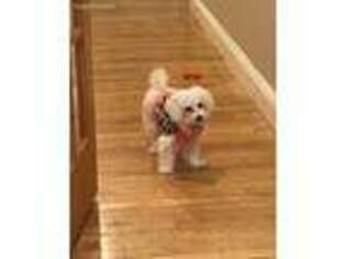 Mutt Puppy for sale in North Attleboro, MA, USA