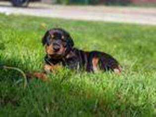 Doberman Pinscher Puppy for sale in Oregon City, OR, USA