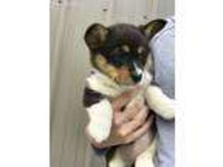 Pembroke Welsh Corgi Puppy for sale in Harrison, AR, USA