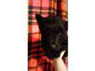 Scottish Terrier Puppy for sale in Arlington, OR, USA