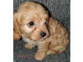 Cavapoo Puppy for sale in Charlotte, NC, USA