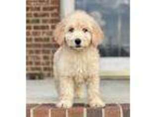 Goldendoodle Puppy for sale in Four Oaks, NC, USA