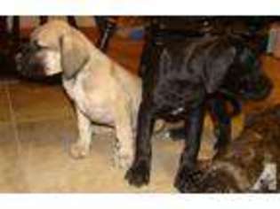 Great Dane Puppy for sale in SOUTH VIENNA, OH, USA