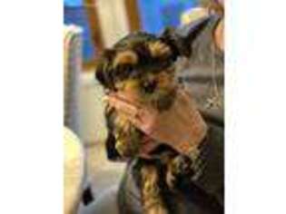 Yorkshire Terrier Puppy for sale in Itasca, IL, USA