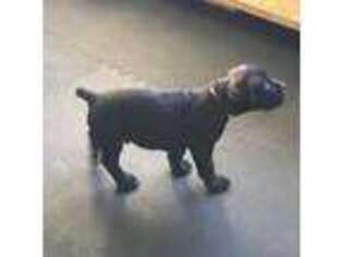 Boerboel Puppy for sale in Providence, RI, USA