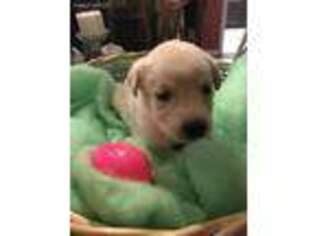 Labrador Retriever Puppy for sale in Columbus, MS, USA