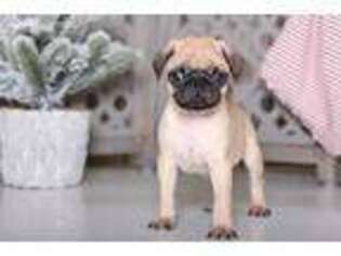 Pug Puppy for sale in Butler, OH, USA