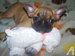 French Bulldog Puppy for sale in WINLOCK, WA, USA