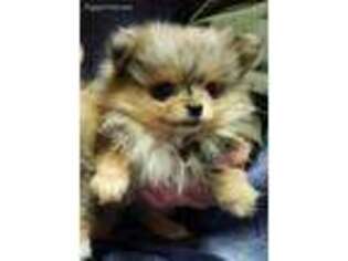 Pomeranian Puppy for sale in Clare, IL, USA