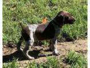 German Shorthaired Pointer Puppy for sale in Cullman, AL, USA