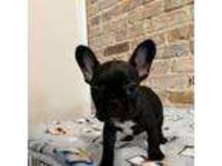 French Bulldog Puppy for sale in Marshall, IL, USA