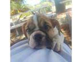 Bulldog Puppy for sale in Santa Clarita, CA, USA