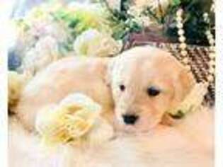 Golden Retriever Puppy for sale in Marshfield, MO, USA