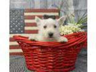 West Highland White Terrier Puppy for sale in Sacramento, CA, USA