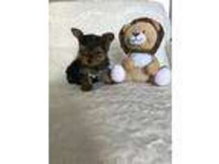 Yorkshire Terrier Puppy for sale in Hollywood, FL, USA