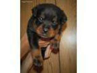 Rottweiler Puppy for sale in Spokane, WA, USA