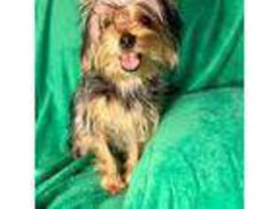 Yorkshire Terrier Puppy for sale in Muskegon, MI, USA